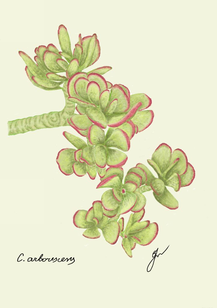 Jade Plant Print: Succulent Botanical Wall Art