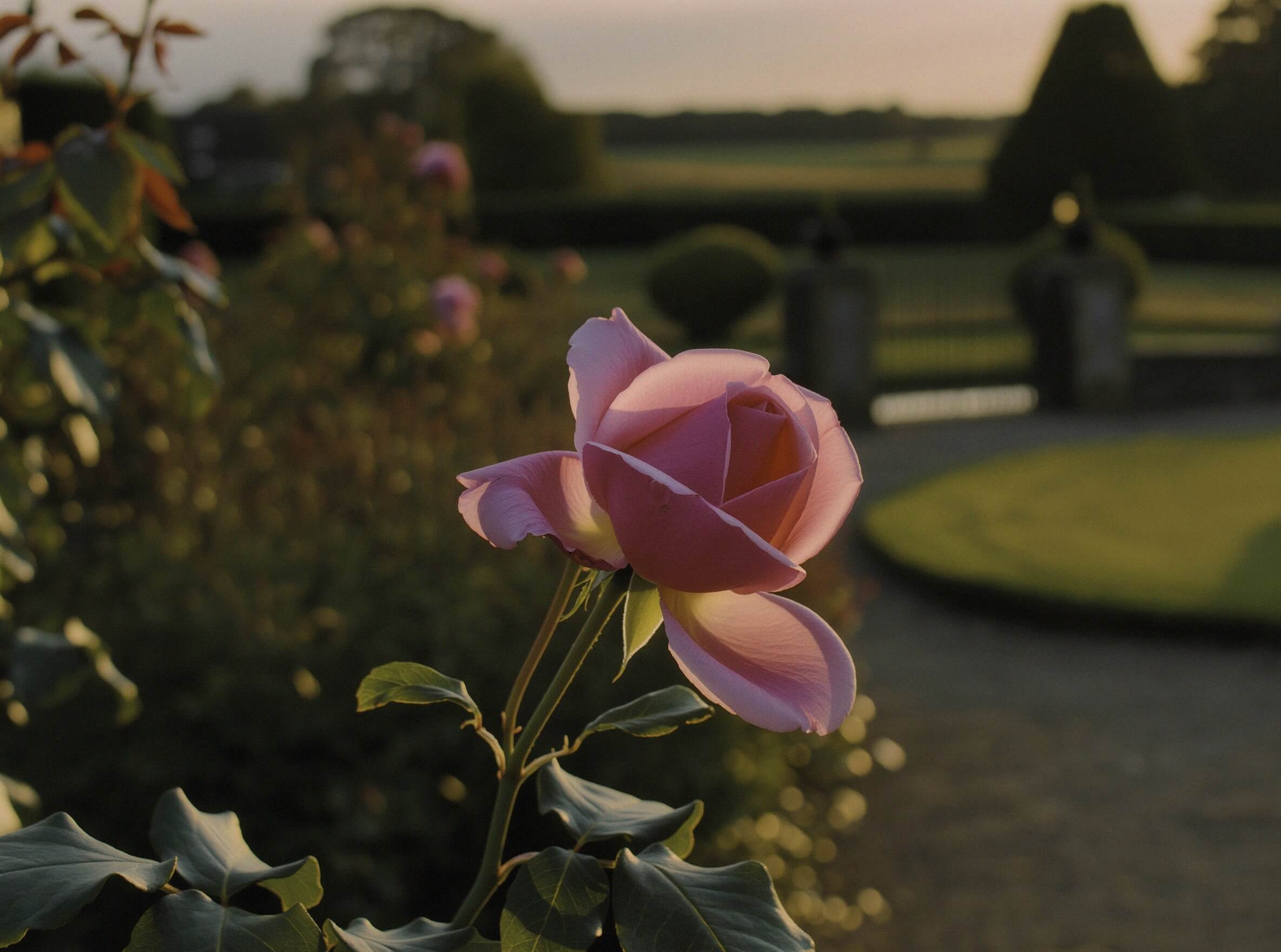 5000 Roses History of Roses: 5,000 Years of the World's Most Symbolic Flower